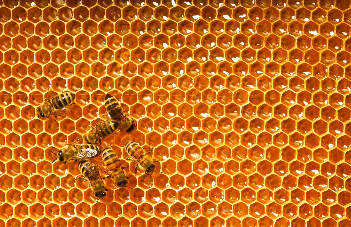 عسل چیست